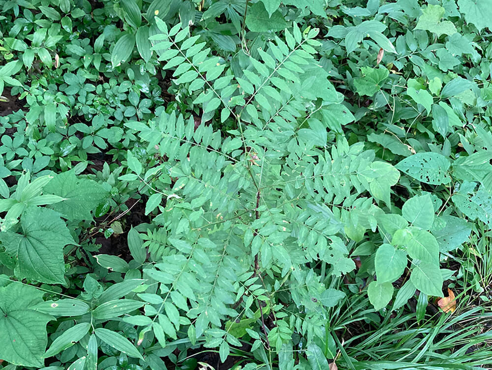 山椒など、様々な植物をみつけました